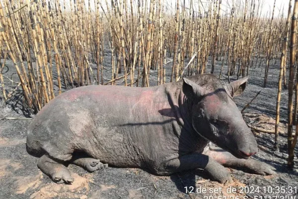 imagem colorida de anta machucada após incêndio. Metrópoles