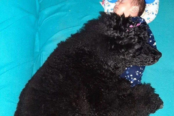 Cachorro deitado em cima de bebê