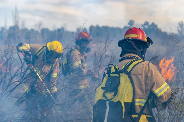 Imagem colorida mostra bombeiros - Metrópoles