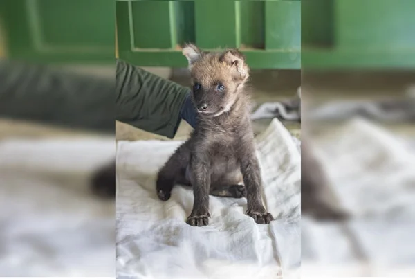 Zoo de Brasília abre votação para “batizar” filhote de lobo-guará