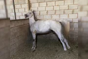 Amada Blade, 7 anos, estava hospedada no Haras MRZ desde março Amada Blade, 7 anos, estava hospedada no Haras MRZ desde março