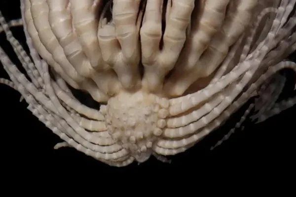 Imagem colorida mostra nova espécie de invertebrado com 20 braços é descoberta na Antártica - Metrópoles