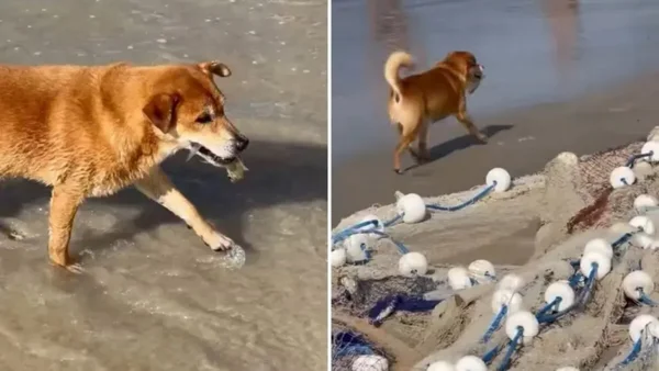 Cãozinho diverte banhistas ao “roubar” tainha de pescador em praia