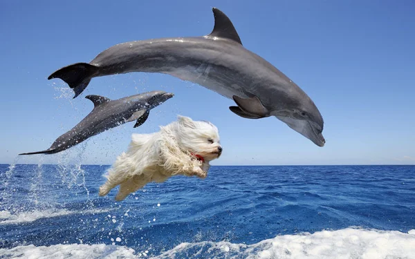 Desafio do Photoshop coloca cachorrinho para nadar com golfinhos
