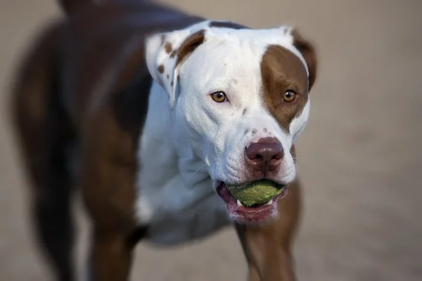Conheça os diferentes tipos de cães da raça pit-bull