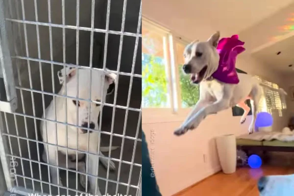 Montagem de duas imagens coloridas de cachorro pit-bull pulando