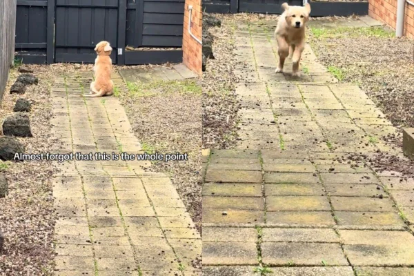 cachorro sai correndo em diração à tutora