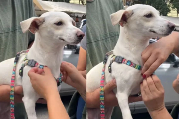 Imagem colorida de cachorro feliz com coleira