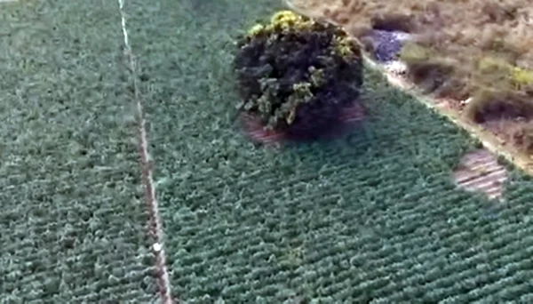 Plantação de maconha em MG