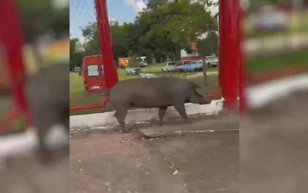 Foto colorida mostra porca atravessando a rua após mulher parar o trânsito, em Goiânia (GO) - Metrópoles