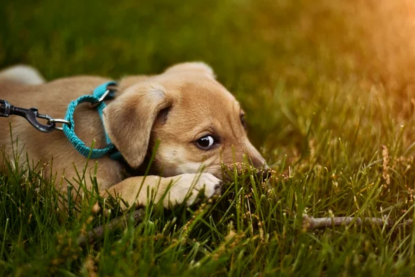 Descubra os 10 principais medos dos cachorros