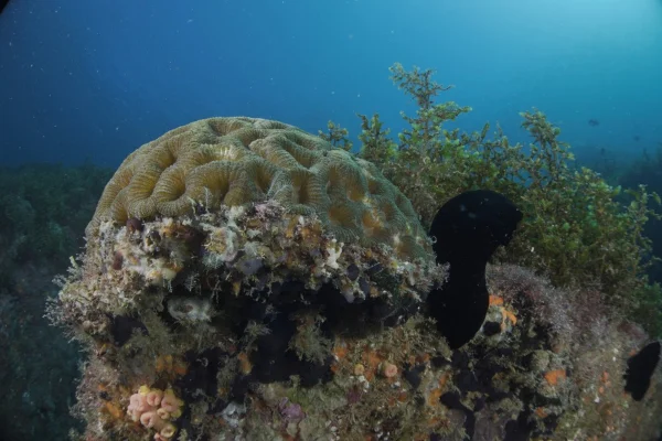 Imagem colorida de coral-cérebro em ilha em São Paulo - Metrópoles