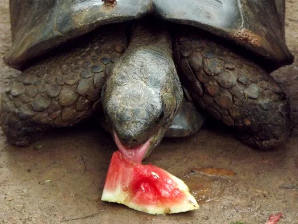 Zoo de BH promove ação para alertar sobre tráfico de animais silvestres - destaque galeria