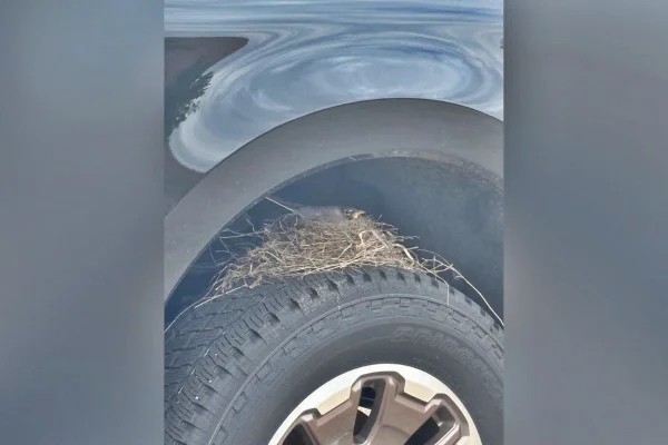 Foto colorida de pássaro em ninho em pneu
