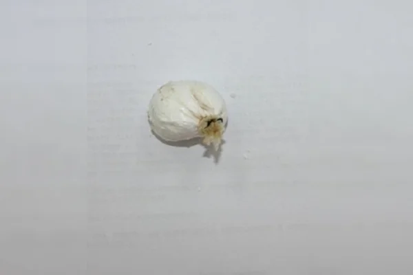 Imagem colorida de porçao de cocaína
