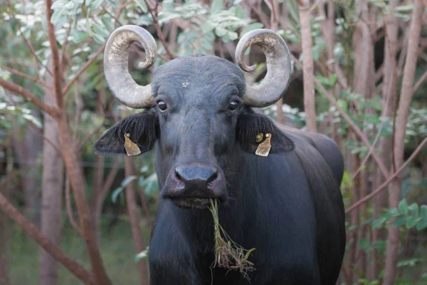 búfalo que integra grupo de animais que seria transportado para dentro do território kalunga em cavalcante, goiás