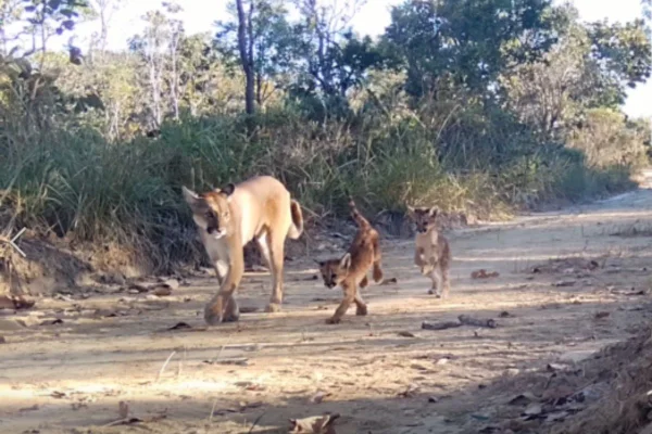 Câmera registra onça-parda e dois filhotes no Cerrado. Vídeo