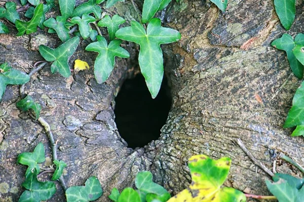 trono de árvore com buraco que parece ânus - Metrópoles