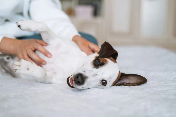 cachorro recebendo carinho na barriga