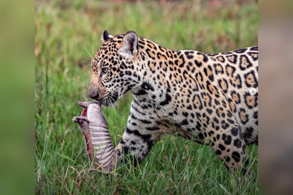 Filhote de onça-pintada é flagrada caçando tatu no Pantanal
