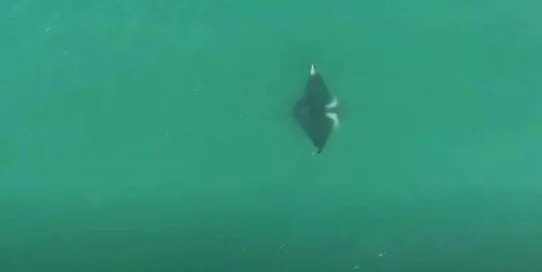 Raia ameaçada de extinção aparece pela primeira vez em SC; veja vídeo