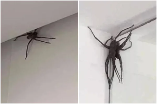 Aranhas gigantes invadem casas de Belo Horizonte e apavoram moradores