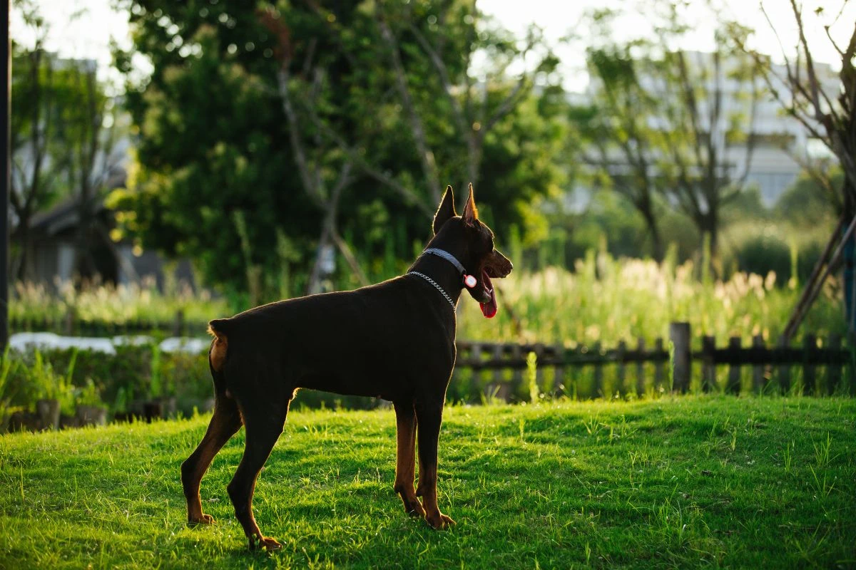 Chinesa paga R$ 125 mil para clonar doberman e recebe filhote idêntico