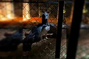 Katrina chegou ao Zoológico de Brasília nessa quarta-feira (19/8) Katrina chegou ao Zoológico de Brasília nessa quarta-feira (19/8)