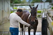 Cavalos e éguas recebem tratamento especializado antes de serem adotados