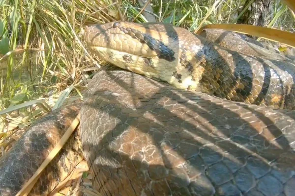 Moradores flagram sucuri gigante entrando em rio no MS