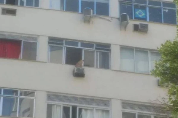 Cachorro é resgatado de cima de ar-condicionado no 7º andar