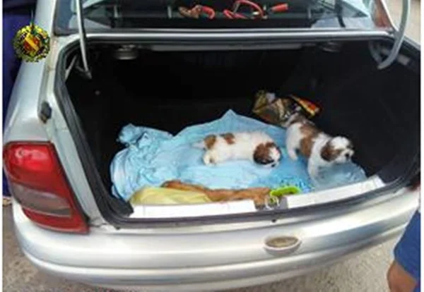 PMDF flagra maus-tratos a animais vendidos na Feira dos Importados