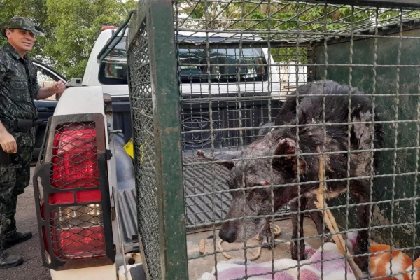 Cão é encontrado muito debilitado e apático em casa de Presidente Prudente; tutora é multada - Metrópoles