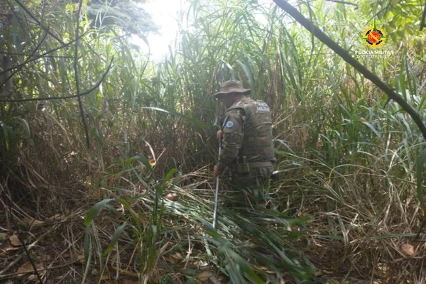 Vídeo: militares retomam buscas por píton solta por engano pela PMDF