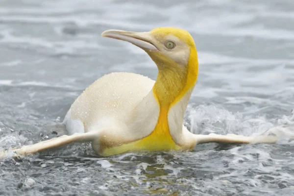 Fotógrafo flagra pinguim amarelo “nunca antes visto” em ilha