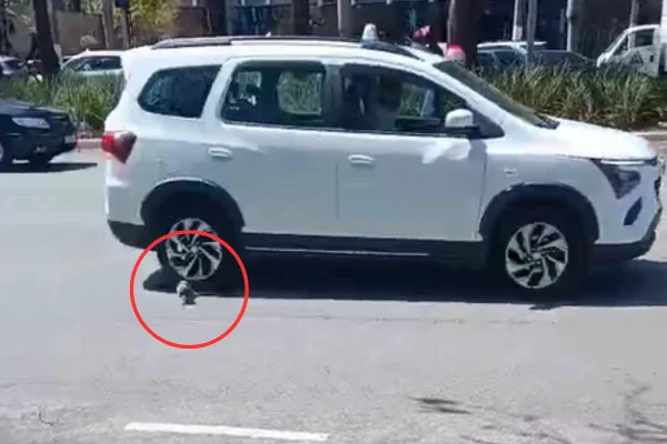 O sagui foi avistado na tarde desta terça-feira (2/9), na Avenida Brigadeiro Faria Lima, na zona oeste de São Paulo - Metrópoles