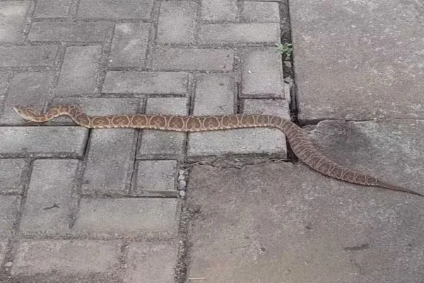 Imagem colorida de cobra que apareceu em local de votação no RS - Metrópoles