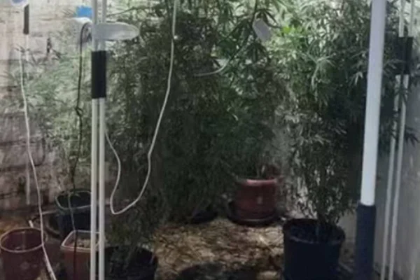 Maconha em estufa - Metrópoles