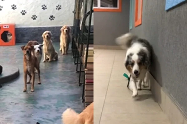 Cachorros viralizam em vídeo chegando em creche - Metrópoles