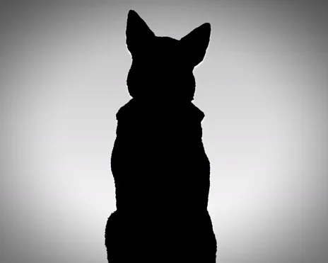 Tem medo de cachorro? Veja os sintomas e tratamentos da cinofobia