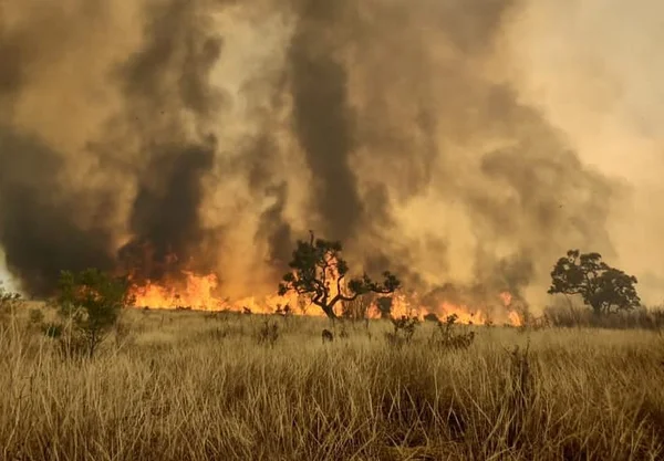 Incêndio atinge Parque Estadual de Juquery, em São Paulo