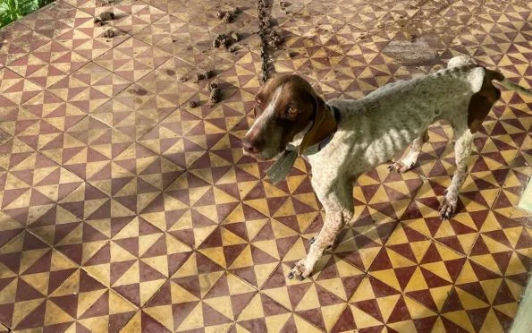 Cachorros em situação de maus-tratos são resgatados em Sergipe