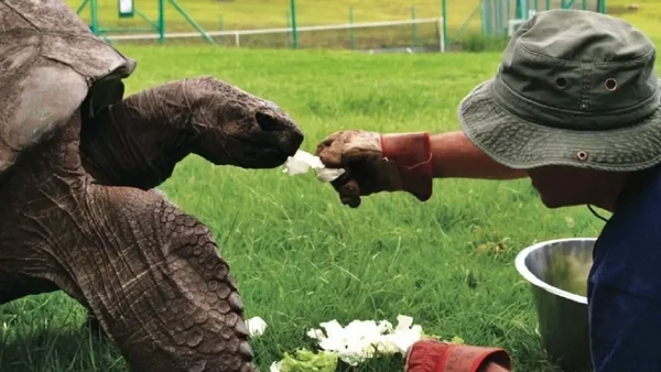 animal mais velho do mundo: tartaruga