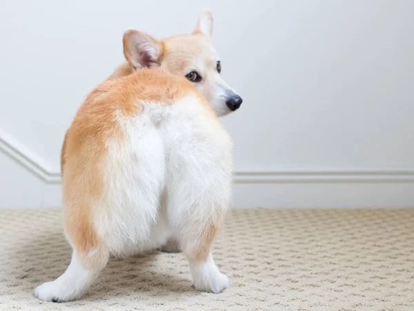 Padaria cria pães recheados com formato de bundinhas de corgi