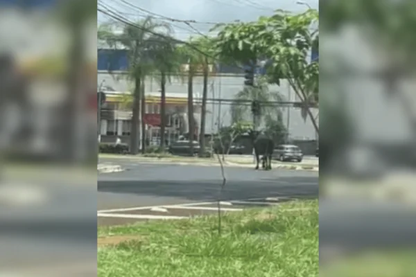 Imagem colorida de um touro andando pelas ruas de ribeirão preto no interior de são paulo - Metrópoles