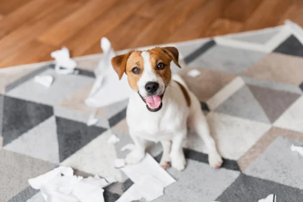 Imagem colorida de cachorro da raça jack russel terrier com papel destruído ao seu redor