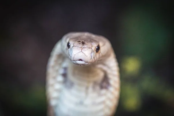 Naja no Zoo de Brasília