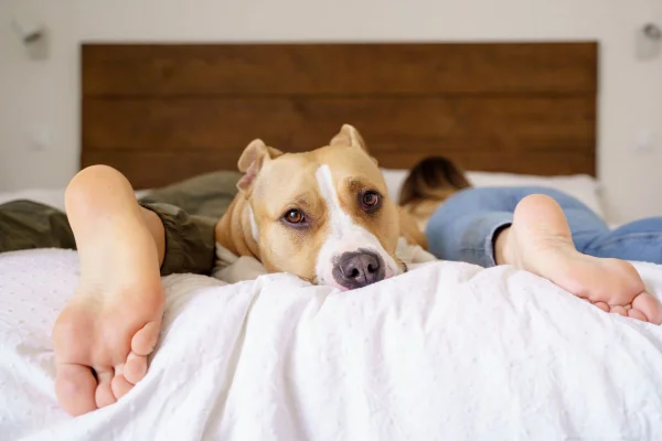 foto colorida casal na cama e pet na ponta