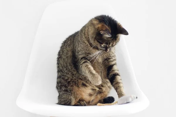 Como evitar o estresse dos gatos em ambientes pequenos