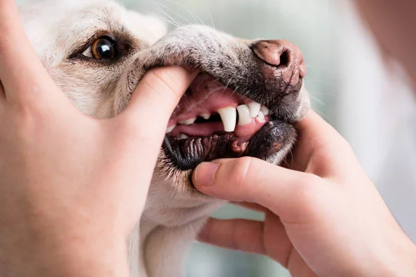 Cachorro com tártaro